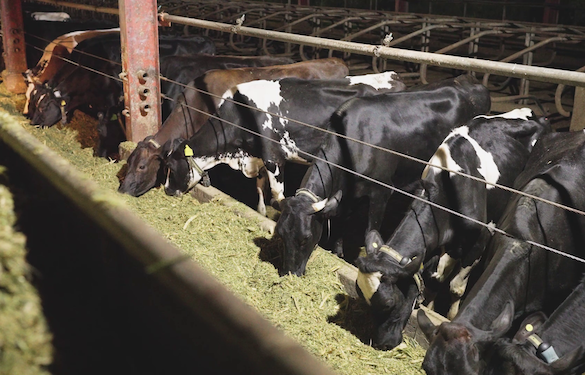 milking cows – Mindanao Times