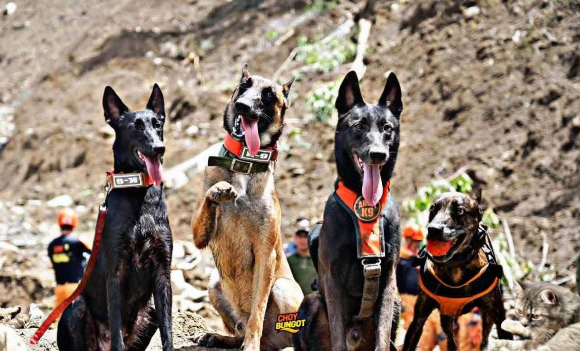 rescue dogs