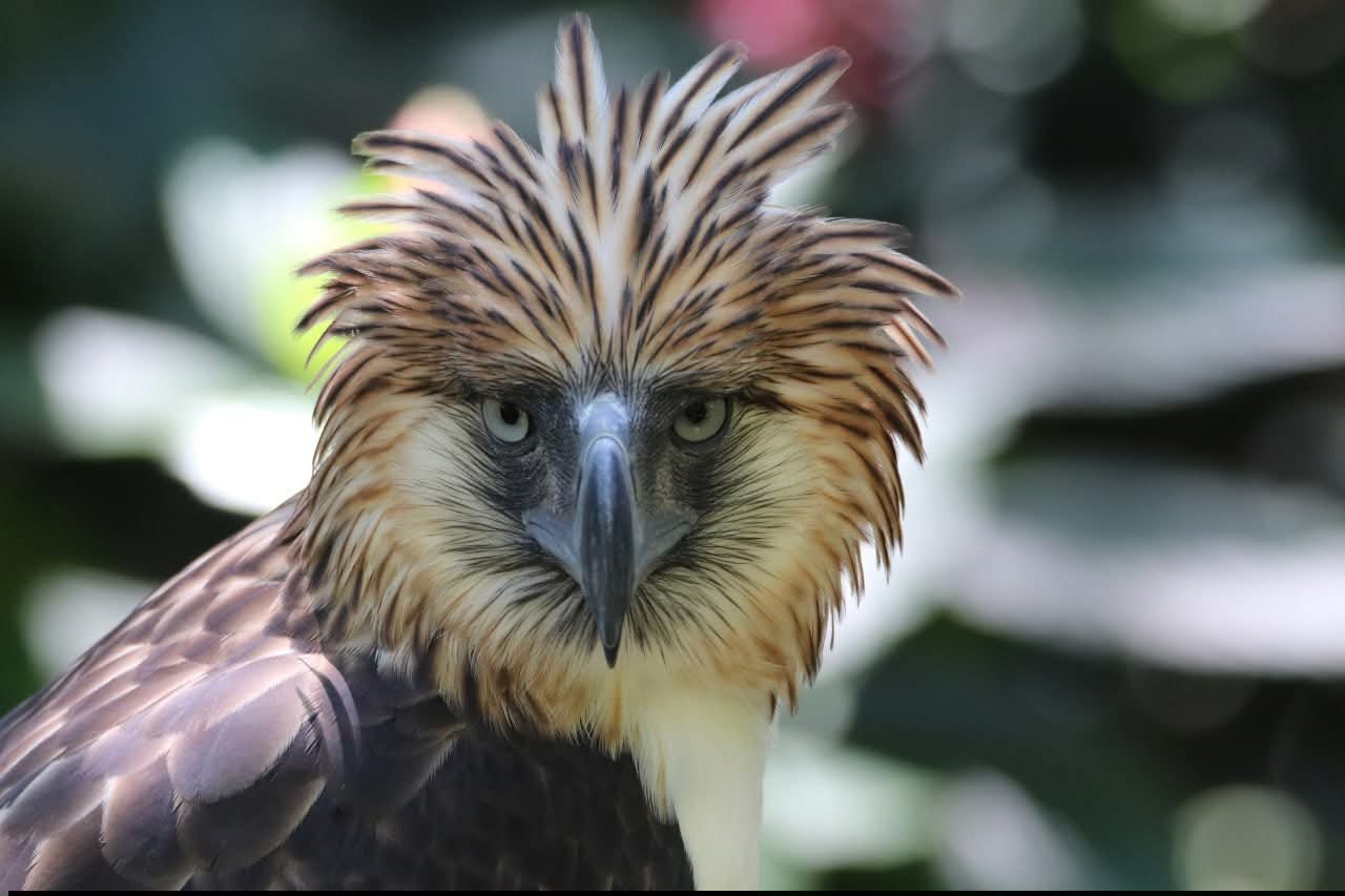PEF, UPMin completes 1st mitochondrial genome study of Philippine Eagles